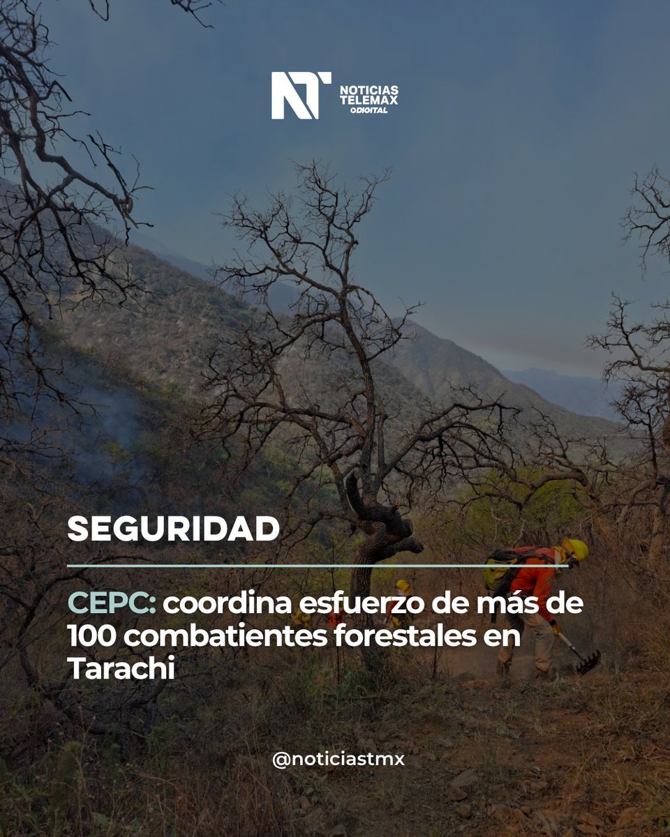 TMXDigital's tweet photo. #Seguridad | El Gobierno de Sonora, a través de la Coordinación Estatal de Protección Civil (CEPC), destaca el gran esfuerzo que realizan más de 100 combatientes forestales en la región serrana de Arivechi.

La CEPC, en cooperación con autoridades de los tres niveles de gobierno, continúa con las labores de combate y control del incendio forestal registrado en la comunidad de Tarachi, en dicho municipio de Arivechi.

Actualmente, un total de 104 combatientes participan en las acciones de atención, combate y apoyo logístico, mediante un esfuerzo conjunto entre dependencias federales, estatales, municipales y el sector privado.

La distribución del personal desplegado es la siguiente:

* Comisión Nacional Forestal (Conafor), con brigadas de Yécora, Álamos y Cumpas: 18 elementos.
* Brigada Estatal de Manejo del Fuego de Sagarhpa: nueve elementos.
* Secretaría de la Defensa Nacional (Defensa): 15 elementos.
* Municipio de Arivechi: 10 elementos.
* Mina Mulatos: 10 brigadistas.
* Mina La India: 10 brigadistas.
* Coordinación Estatal de Protección Civil (CEPC): dos elementos de logística.
* Policía Estatal de Seguridad Pública (PESP): 30 elementos.

Total: 104 elementos en labores de combate, apoyo y coordinación.

Las autoridades mantienen un monitoreo permanente de la situación y refrendan su compromiso de trabajar de manera coordinada para proteger a la población, los recursos naturales y reducir los riesgos derivados de este siniestro.

El incendio no representa ningún riesgo para la población y se seguirá trabajando día y noche para que sea controlado y liquidado, sin afectar a los habitantes de la región y sus propiedades.

#NoticiasTelemax