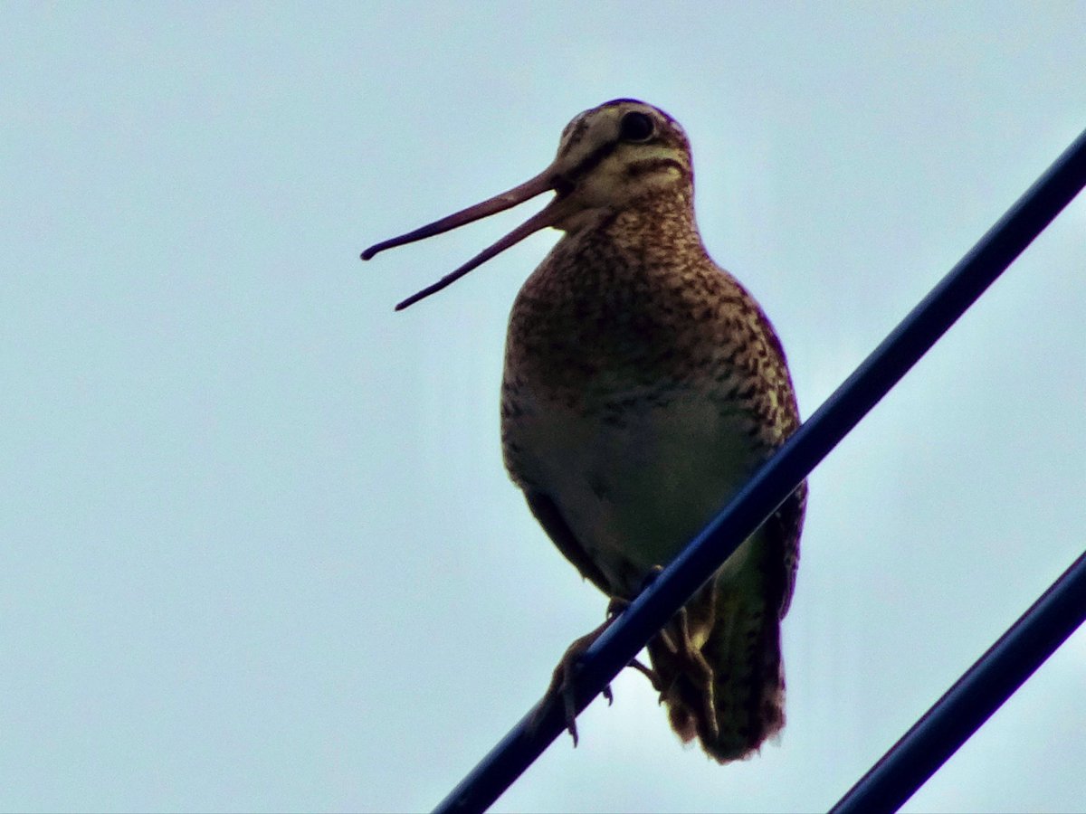 yamamott1's tweet photo. おはようございます😊　#オオジシギ #野鳥 #snipe #bird https://t.co/ldU9UQkeAv