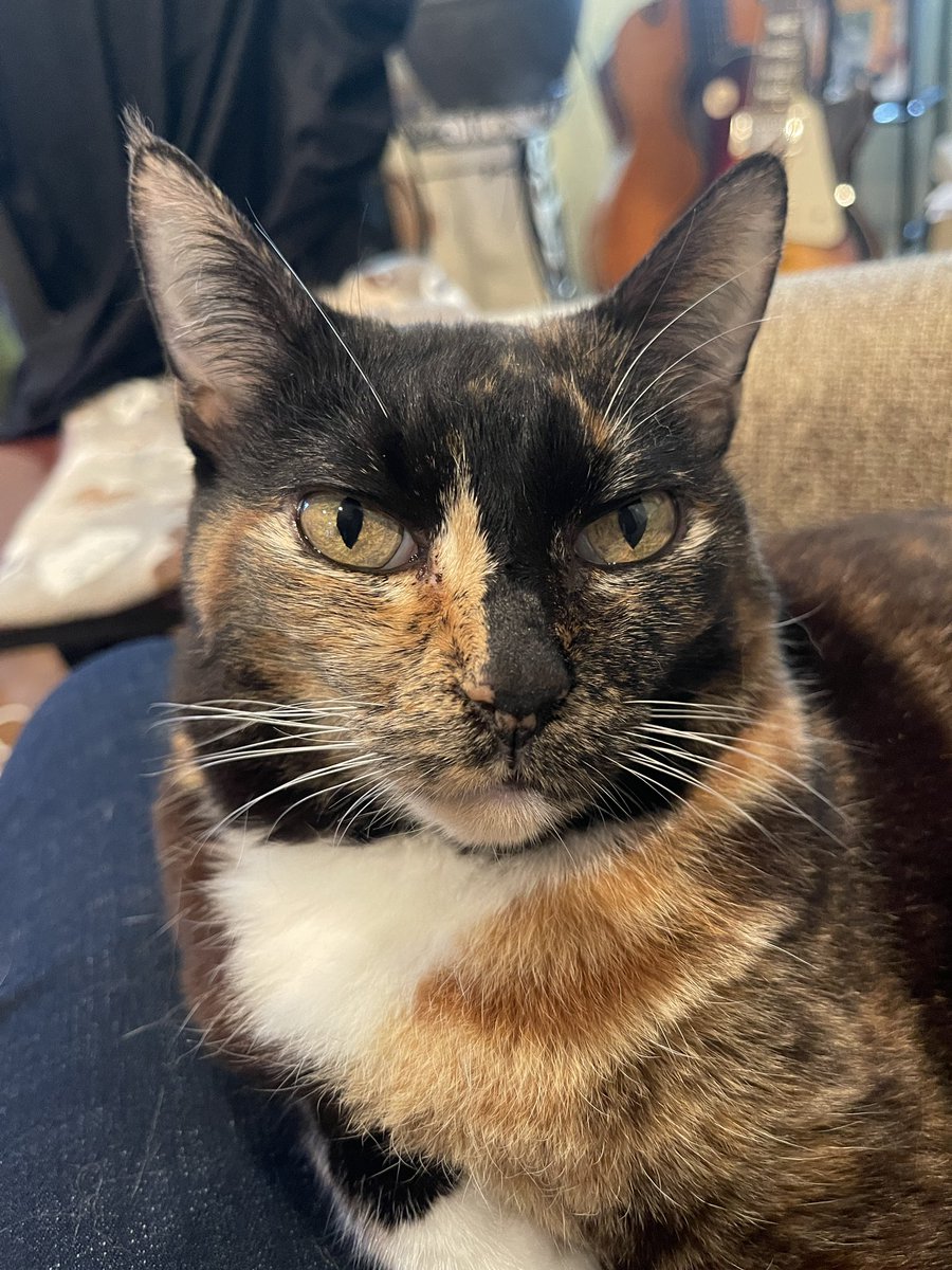 Andrea56822453's tweet photo. #PostAFavPic4VioletJun26 
Day 3: Begins with”K”
Kevy’s guide to success:
1: Keep calm
2: Keep napping 
3: Keep demanding treatos🐟

#CatsOfTwitter #CatsOfX #WhiskersWednesday https://t.co/mBVWCp6ewv