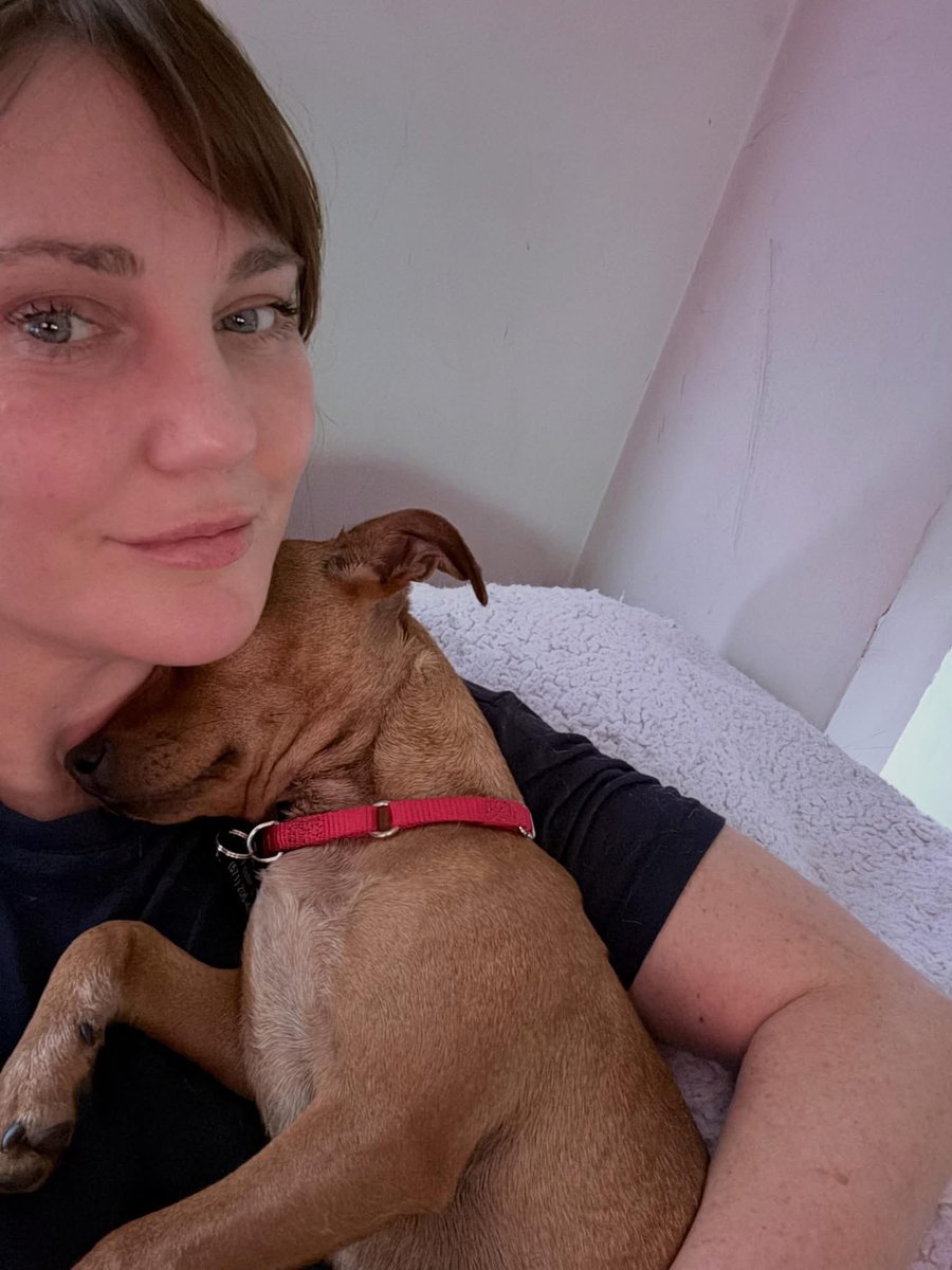 dogs_dc's tweet photo. Wednesday, June 3, 2026

PLEASE🙏 share for: 

NOVA Pets Alive
4094 Majestic Ln.
Fairfax, VA 22030

Introducing, Brownie🐾🐾! 🎉

Brownie🐾🐾 is 9 months old and 10 lbs. 🐕 This little dude ended up in a rural animal shelter with his brother, Hawk🐾🐾, after their owner passed away. 😢

Brownie🐾🐾 is still very much a puppy and thinks the world and everyone in it is his playground! 😜 He hasn’t had many ‘city’ experiences so loud noises and traffic can scare him a little. He loves playing and will entertain himself with toys for hours. 🤗 He is good with other dogs, would likely be fine with cats and kids, and is a very sweet boy. You will fall in love the minute he crawls in your lab for a snuggle session! 🥰

Interested in learning more about Brownie🐾🐾⁉️

Apply at ➡️ https://t.co/ur6YHsmLW8

✨Brownie🐾🐾 is neutered, up to date on vaccines, was given dewormer and monthly preventatives, and is microchipped.✨

Always adopt, don’t shop for a dog.🐾🐾

Rescue, Dogs, Rock!🐾🐾

In addition, please have your pets, spayed or neutered!
#adoptme
#rescuedogsrock
#adoptarescuedog
#fosterarescuedog
#fosteringsavesdogslives