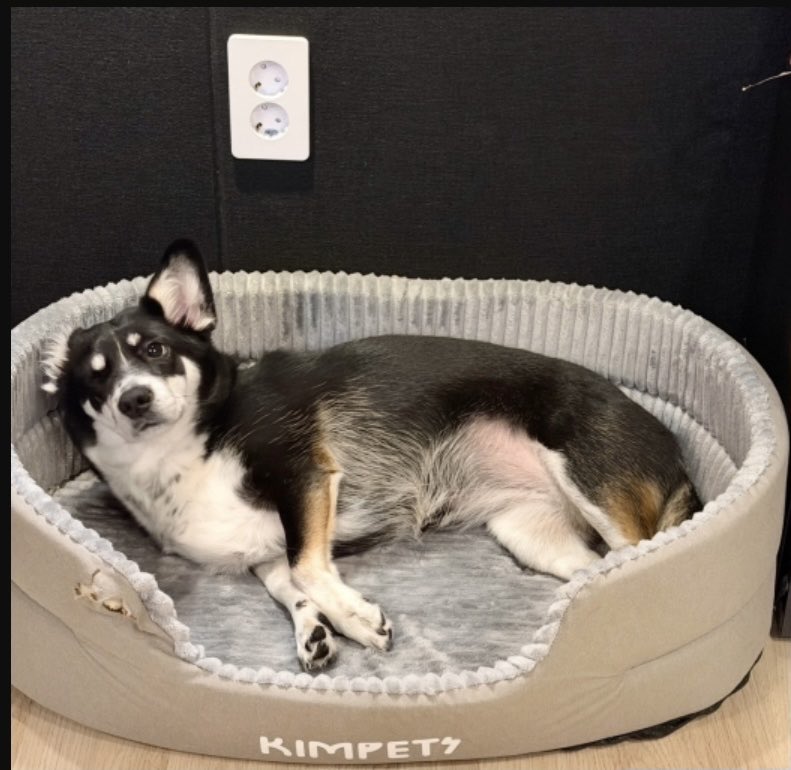 3riphoppang's tweet photo. #OS_live
뒤에서 자고 있던 키키 사진 보여주는 늦잠이

💤기달려봐 얘들아

💤ㅋㅋㅋ 아 진짜 널 어쩜 좋니 끼끼야
💤아까 화장실 가는데 히융히융~ 막 우는거야
나도 어차피 공겜하니까 무서워서 방석 깔아줬더니 뒤에서 계속 자고 있었던거야
💤자기 얘기하는거 알아듣고 지금 뒤에서 이러고 있음 https://t.co/Ekq2lHepZf