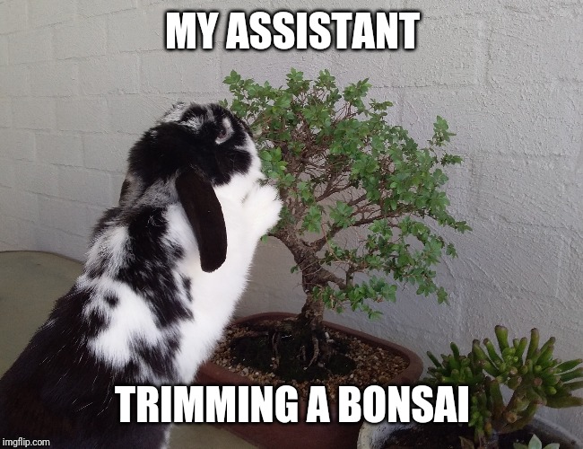 #Pet #Bonsai #Assistant