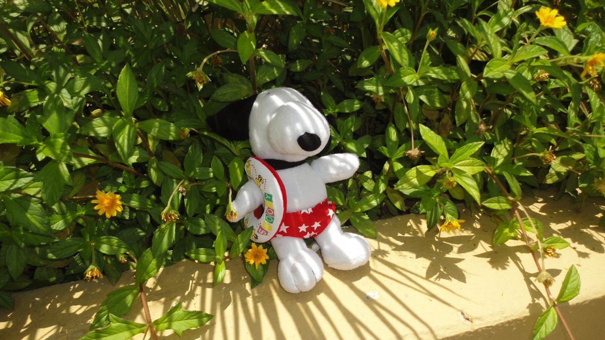 infpzom's tweet photo. the snoopiest summer to ever snoopy https://t.co/yWyYnxzBCj