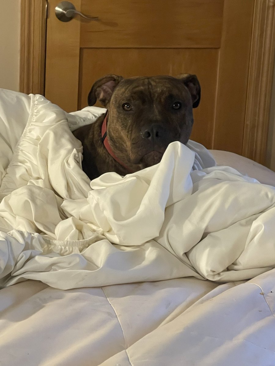 golembes's tweet photo. @RazorsE19753974 @saniyafatma1278 My pitbull found my cancer. He saved my life. Smartest dog I ever knew! Knows everything I say and I’m teaching him to count - that one’s hard! He open doors and the gate so I have to be careful! https://t.co/UrzuAnRQWh