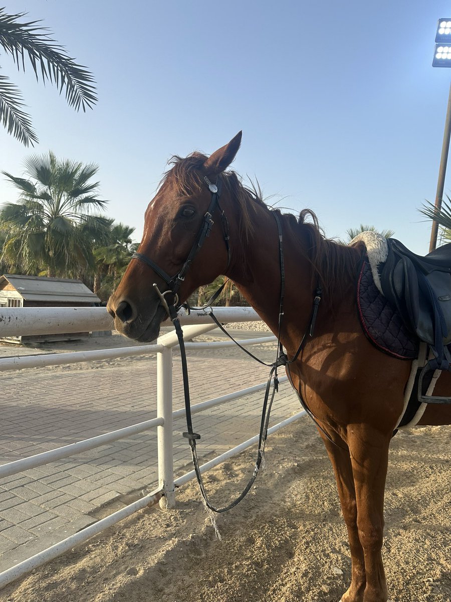 ShoooG_B's tweet photo. الحمدلله الذي جعل لي في حُب الخيل نصيب
وجعل لي فيهِ نفسًا ومُتنفس🤎 https://t.co/rkLdGsM1Lw