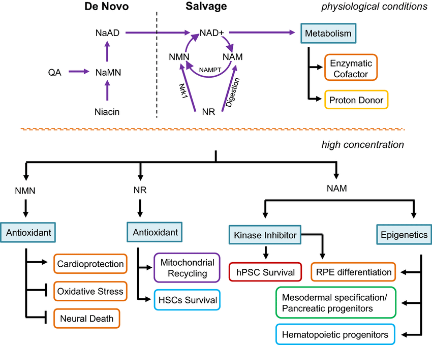Mitopapi's tweet photo. Vitamin B3 is one of the key nutrients your body uses to build NAD+.

B3/niacin exists in forms like nicotinic acid, nicotinamide, and nicotinamide riboside. Once absorbed, the body can convert niacin into NAD+, and NAD+ becomes one of the major coenzymes your cells use to run metabolism.

This matters because NAD+ helps the body turn carbohydrates, fats, and proteins into usable energy. It supports mitochondrial ATP production, DNA repair, sirtuin activity, cellular communication, and redox balance through NAD/NADH and NADP/NADPH.

So when someone says they are working on “mitochondrial health,” “cellular repair,” or “low energy,” B3 status may actually be worth checking.

Especially when the pattern looks like:

- Low overall B-vitamin intake
- Low protein or poor tryptophan status
- Gut issues or poor absorption
- Heavy alcohol burden
- Low Vitamin B2, Vitamin B6
- An advanced supplement protocol that skips basic nutritional status

That does not mean everyone is B3 deficient, and high-dose niacin is not automatically the answer. Dose, form, liver health, blood sugar, medications, and individual context all matter.

The NAD+ conversation got too obsessed with longevity marketing and forgot the basic nutrient piece.

Vitamin B3 matters because NAD+ matters for energy, repair, and resilience.