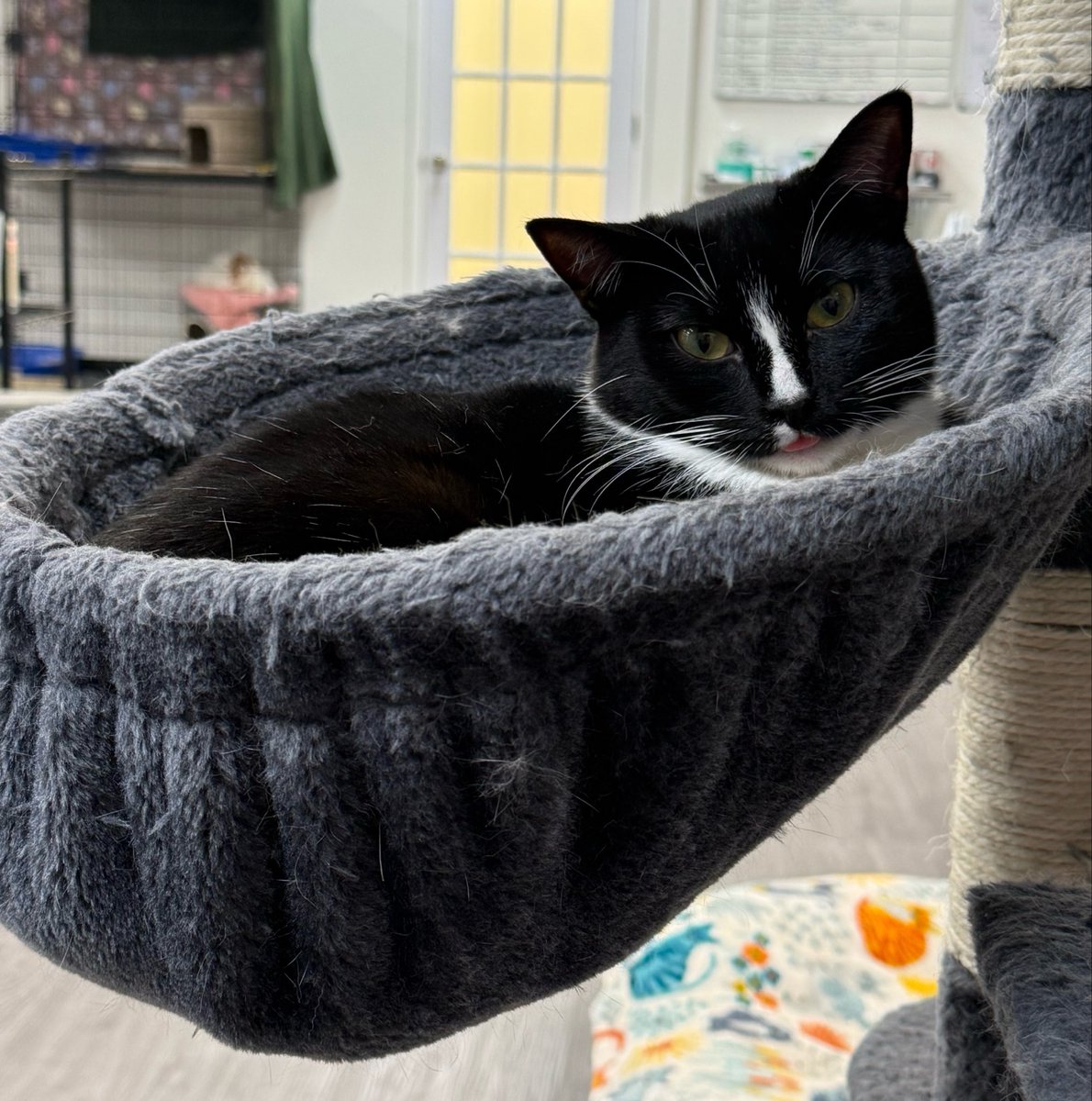 fletc117's tweet photo. Another Wednesday is here &amp; this magnificent blepping beauty is still here 🤔

Adopt Sodie Pop Can Supreme please 🖤🤍

📍Bay Area CA https://t.co/nzmeISMXHq