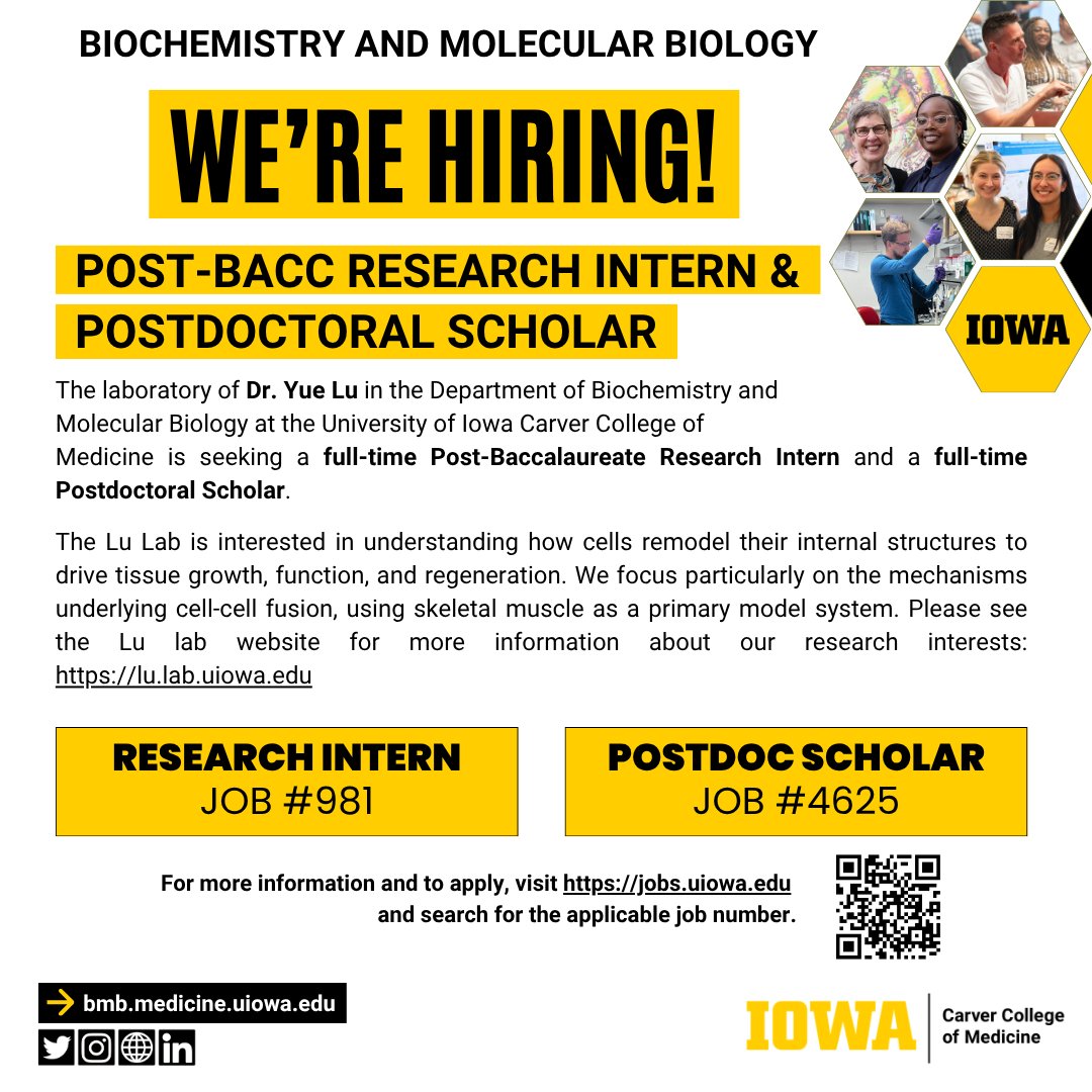 IowaBiochem's tweet photo. WE ARE HIRING!! The Lu Lab is seeking qualified individuals to fill open positions: a Post-Bacc Research Intern position (Job #981) and a Postdoc Scholar position (Job #4625). To view requirements &amp; apply online, go to https://t.co/DbGSNmjo2E &amp; search for the job number. https://t.co/f5FYrUKAJA