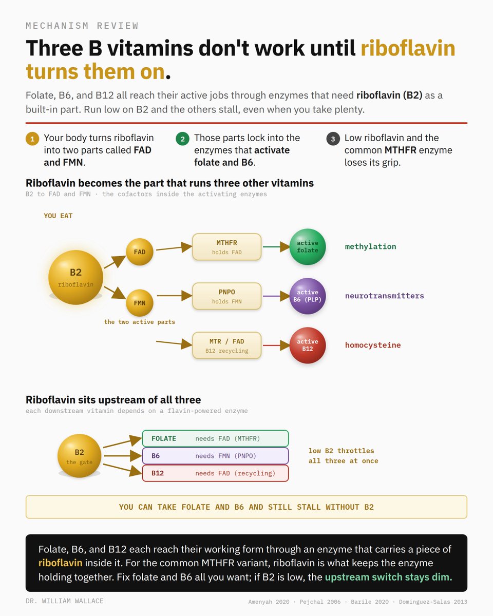 WilliamWallace's tweet photo. The MTHFR and folate conversation skips the vitamin one step above it.

Your body turns riboflavin (B2) into two parts, FAD and FMN. Those parts are built into the enzymes that activate folate, convert B6 to its active form, and let B12 work in the same cycle. B2 sits upstream of all three.

It matters most for the common MTHFR variant: that enzyme doesn't just run slow, it loses its grip on its riboflavin part. Giving riboflavin to people with that genotype lowers homocysteine, because it helps the wobbly enzyme hold the piece it keeps dropping.

The nuance: most people aren't B2 deficient, and the clear effect is specific to the MTHFR TT genotype, not a general fix. It's about removing a bottleneck in the deficient, not taking more for everyone.