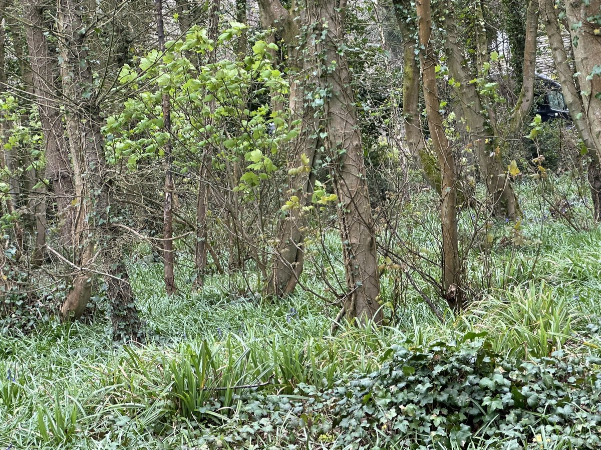 PenrhosSave's tweet photo. Beautiful penrhos , red squirrels , fungi , and trees galore moss lichen ferns  and much much more !  But for how long ? 
📸Shirley Blease and Bernie  Humpleby 
#SavePenrhos #AchubPenrhos https://t.co/bTEby2IHzB