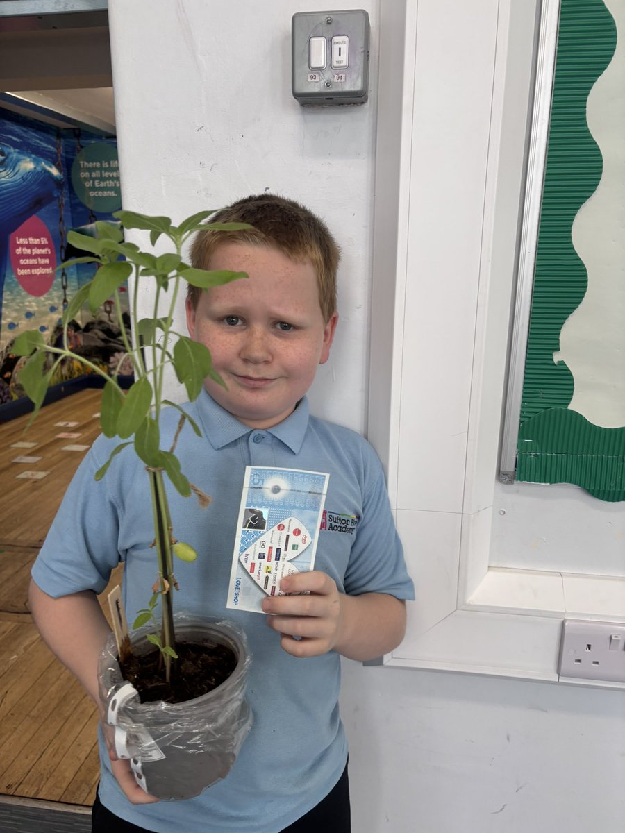 _SuttonHouse_'s tweet photo. 🌻 Congratulations to Reuben, the winner of our class sunflower growing competition! 🌻
Reuben grew the tallest sunflower in the class and proudly took home the top prize – a £5 voucher! Well done, Reuben. 🌱🏆
#SunflowerChallenge #ProudMoment #GrowingSuccess https://t.co/CamitXKtVR