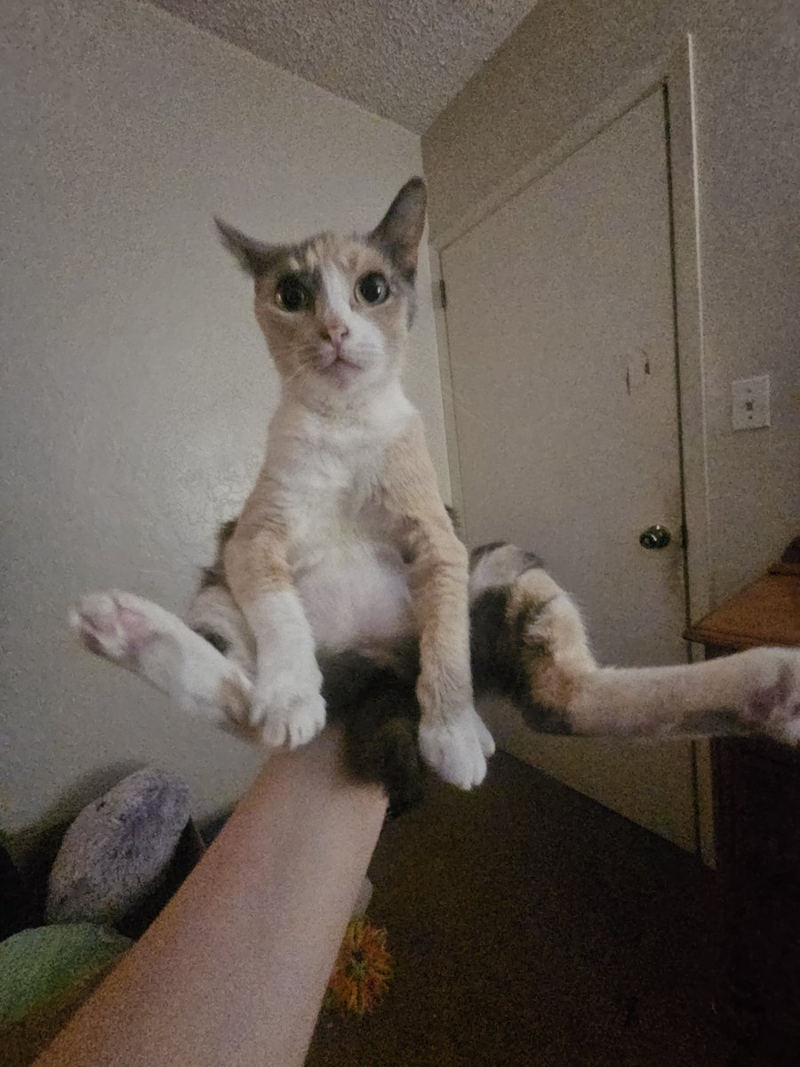 soopbred's tweet photo. Gargoyle creature who runs around my house at night screaming https://t.co/9O2Ak1duZy