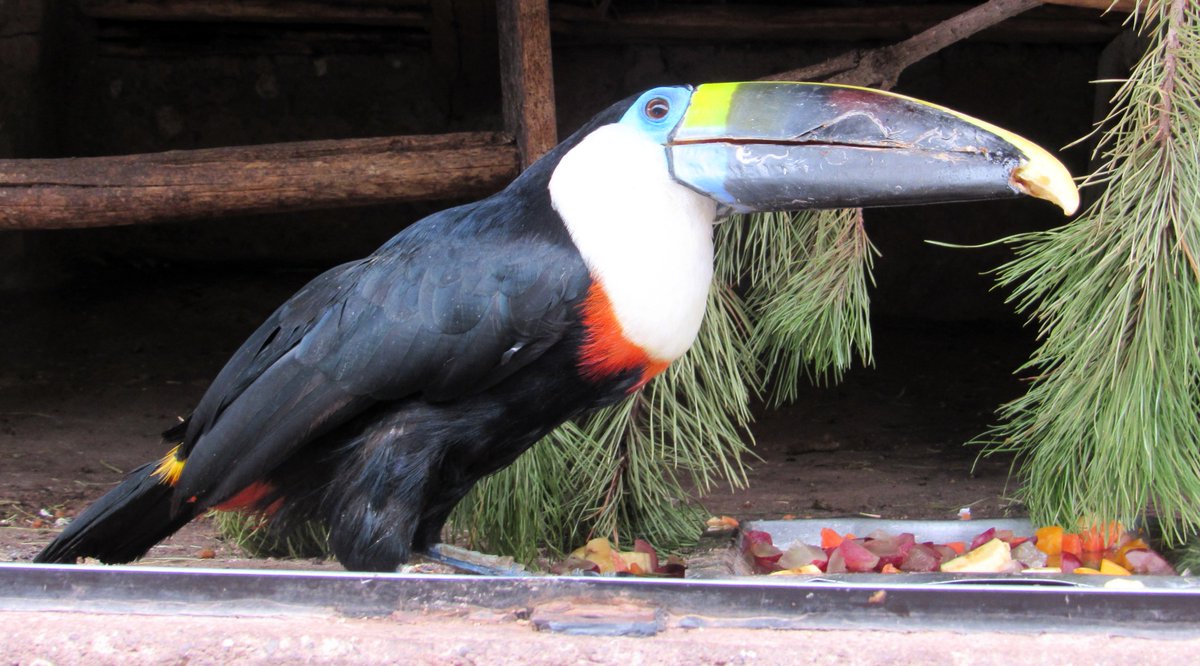 wineandhistory's tweet photo. The Cochahuasi #AnimalSanctuary in the #SacredValley cares for many animals deemed unreleasable back to the wild. I enjoyed seeing many animals native to the region, but it was sad to hear the stories of how they were treated before coming here. #Peru #travel #tourist #wildlife https://t.co/R6UtPT9R2s