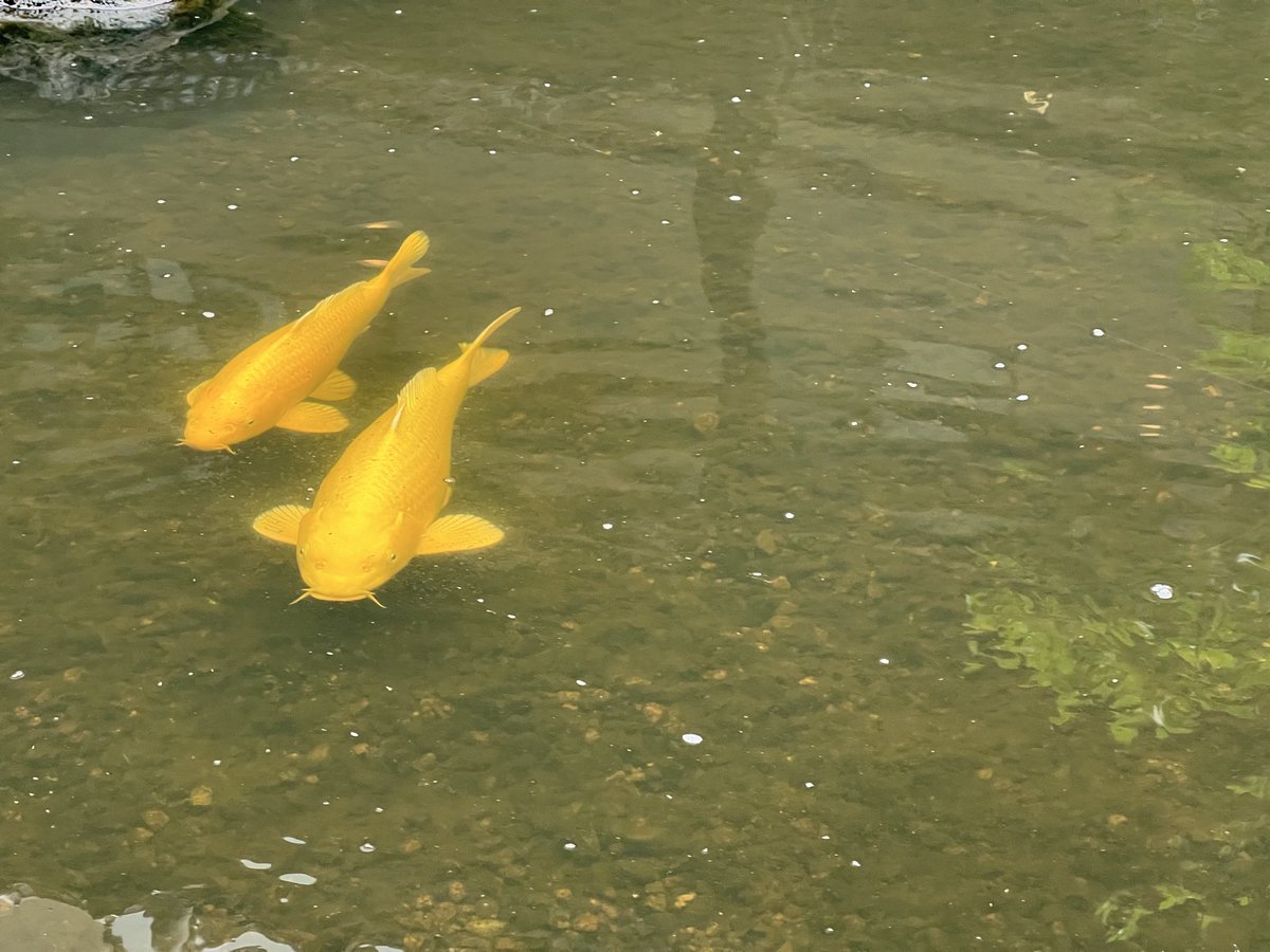 esotericelk's tweet photo. irl shiny magikarp https://t.co/wuGCNFkloZ