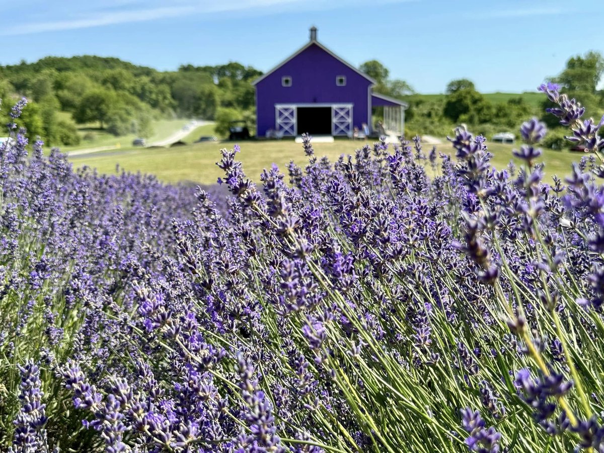 LPOhio's tweet photo. ❤️ Love Where You Live ❤️
Sunset Ridge Lavender Farm in Clark County shows Ohio farm life through 33-acre lavender farm with more than 2,500 lavender plants. Celebrate the places that grow community. #LoveOhioVoteOhio #ClarkCounty https://t.co/9YKpZE9zRV