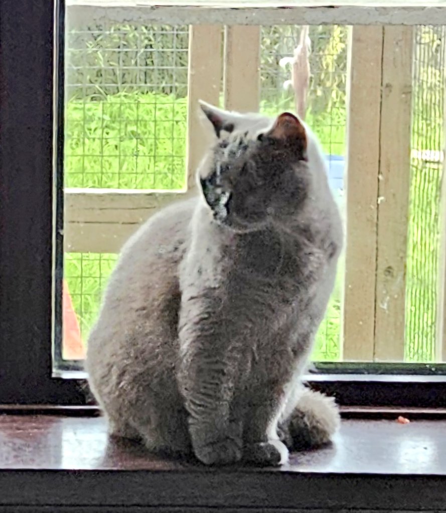 LilyRusty1's tweet photo. 🐈‍⬛️💜🥰 Goodnight to all my fur friends sweet dreams 💤 love from Lily 🥰💜🐈‍⬛️

#CatsOfTwitter #CatsOnTwitter #Cat #cats https://t.co/cBcnTrQF7G