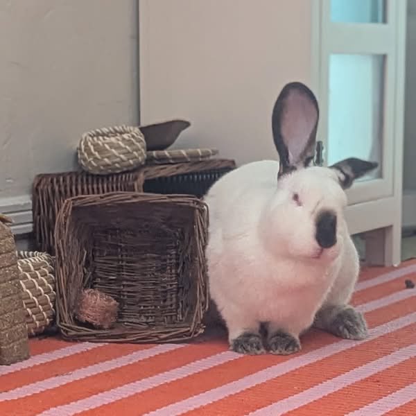 HouseRabbit's tweet photo. Avocado Toast is a hearty boy with an eye for adventure! 🥑🐇 He is sure to entertain you with his goofy personality and ability to be fearless. He has a slight head tilt likely left over from an old ear infection. We think it adds to his charm. 🥰

Adopt! https://t.co/R2EjfYEU8L https://t.co/fGNamjbWmE