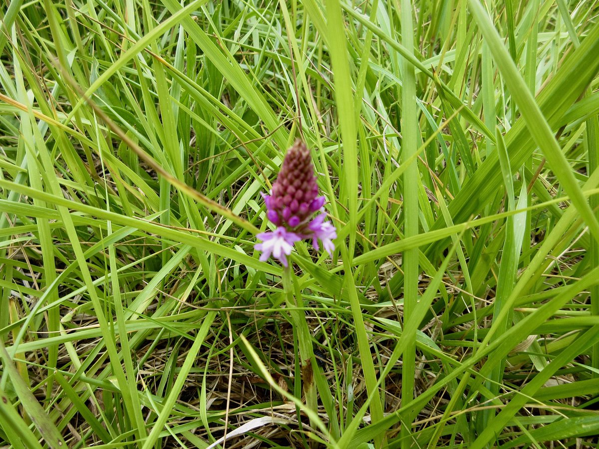 sdanielis's tweet photo. Spotted a Pyramidal Orchid, this morning after Waterbeach.. https://t.co/zVwHS2bK7u