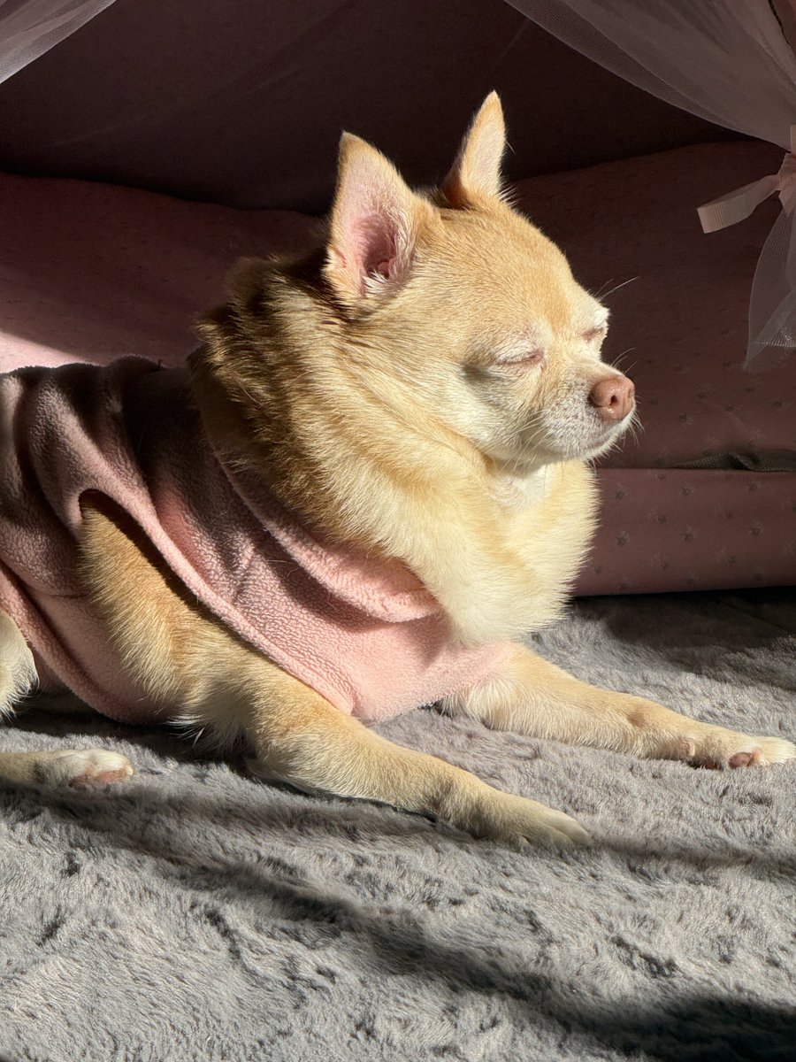Pomchi_Puppy's tweet photo. Find your inner peace. Find your inner peace. Mum I can’t find my inner peace with you taking my picture 🐾

#tinkerbellthepomchi #dogsofx  #pomchi #tatertotsquad https://t.co/QKDjnlbkFD