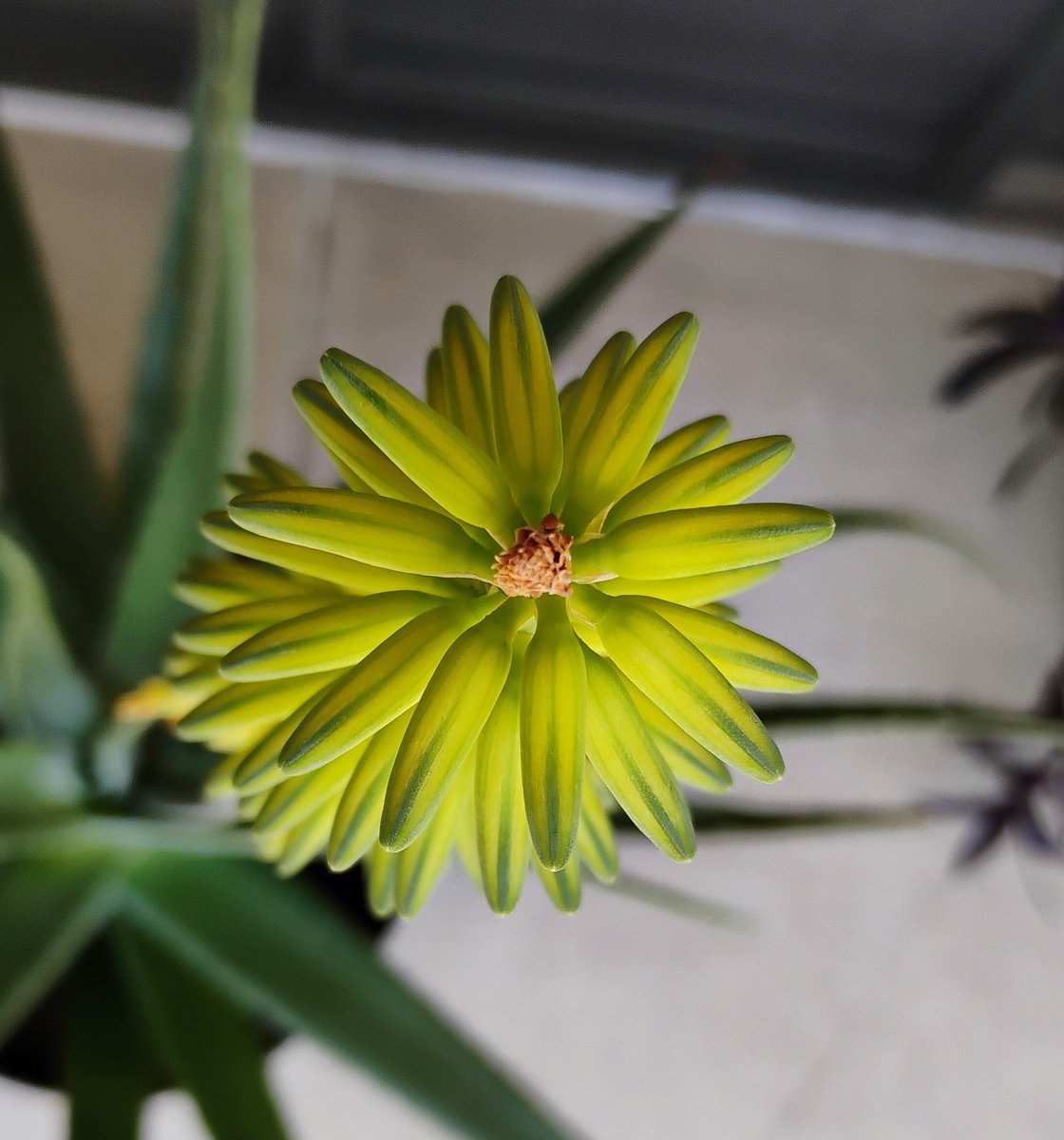 tocatta313's tweet photo. 🌵 https://t.co/vMhT5gn5ig