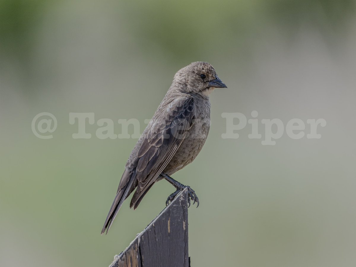 TannerPiper512's tweet photo. Brown-headed Cowbird
Zoom in https://t.co/lfTV0oQqiM