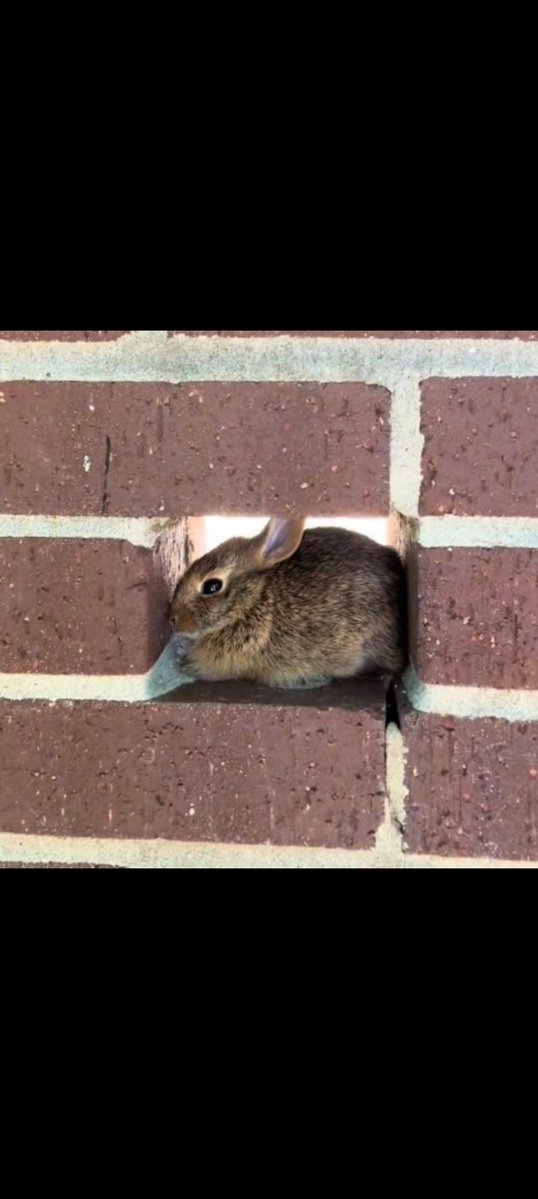 Popularrabbit tweet media