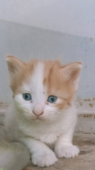zllktlr's tweet photo. "Bebişlere Yuva Aranıyor/Antalya
Telefon Numarası: 05554014196
Bu tatlı 5 minnoş için ömürlük yuvalarını arıyoruz. Yaş mama yiyebiliyorlar. Onların da sıcak bir yuvası olmasını isterseniz iletişime geçebilirsiniz. Paylaşım desteği  https://t.co/zKfar2Q19l https://t.co/SmIKmF6MgO