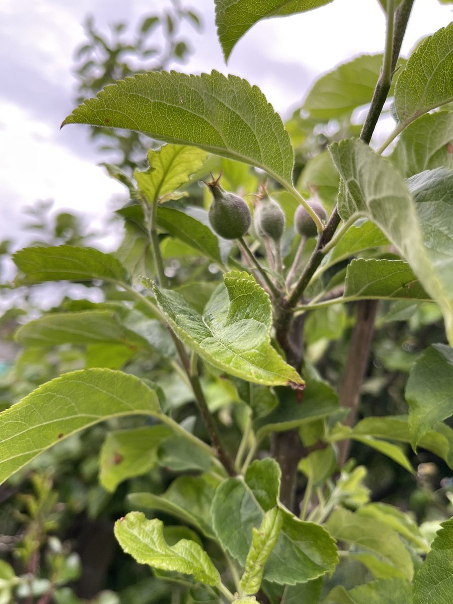 JasonDJudge's tweet photo. @1goodtern Apples are visibly bigger every day. These are my first Granny Smiths on an eight year old tree. https://t.co/uHJp8wPQHh