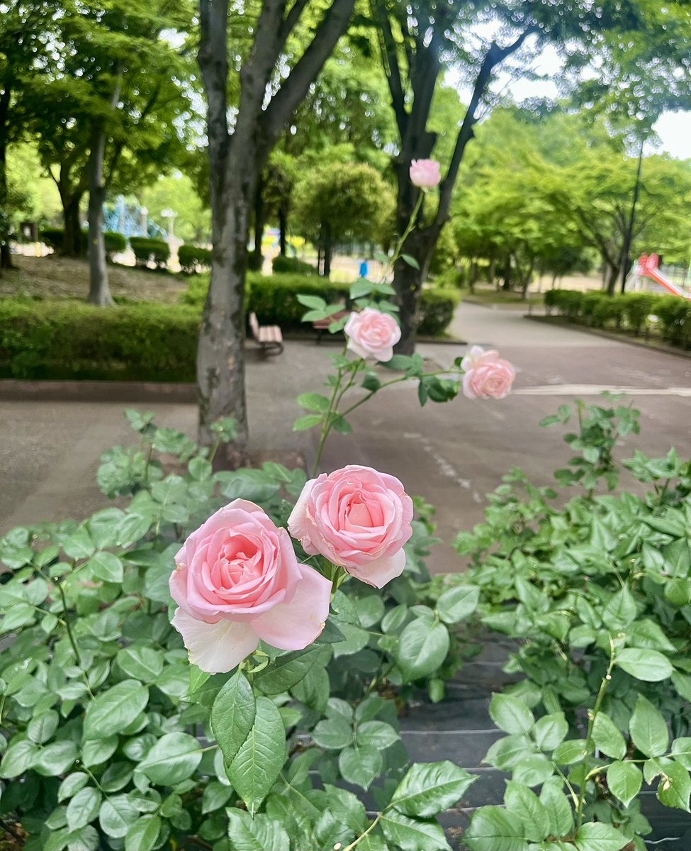 phamthu71166610's tweet photo. 💖🌷💚2026-06-04💖🌷💚

In the calm of the park, the roses quietly celebrate another beautiful day.

バラが優しく咲き、静かな公園に上品な彩りを添えています。

#love #vietnam #peace #Lifelong https://t.co/75aWU7rU0i