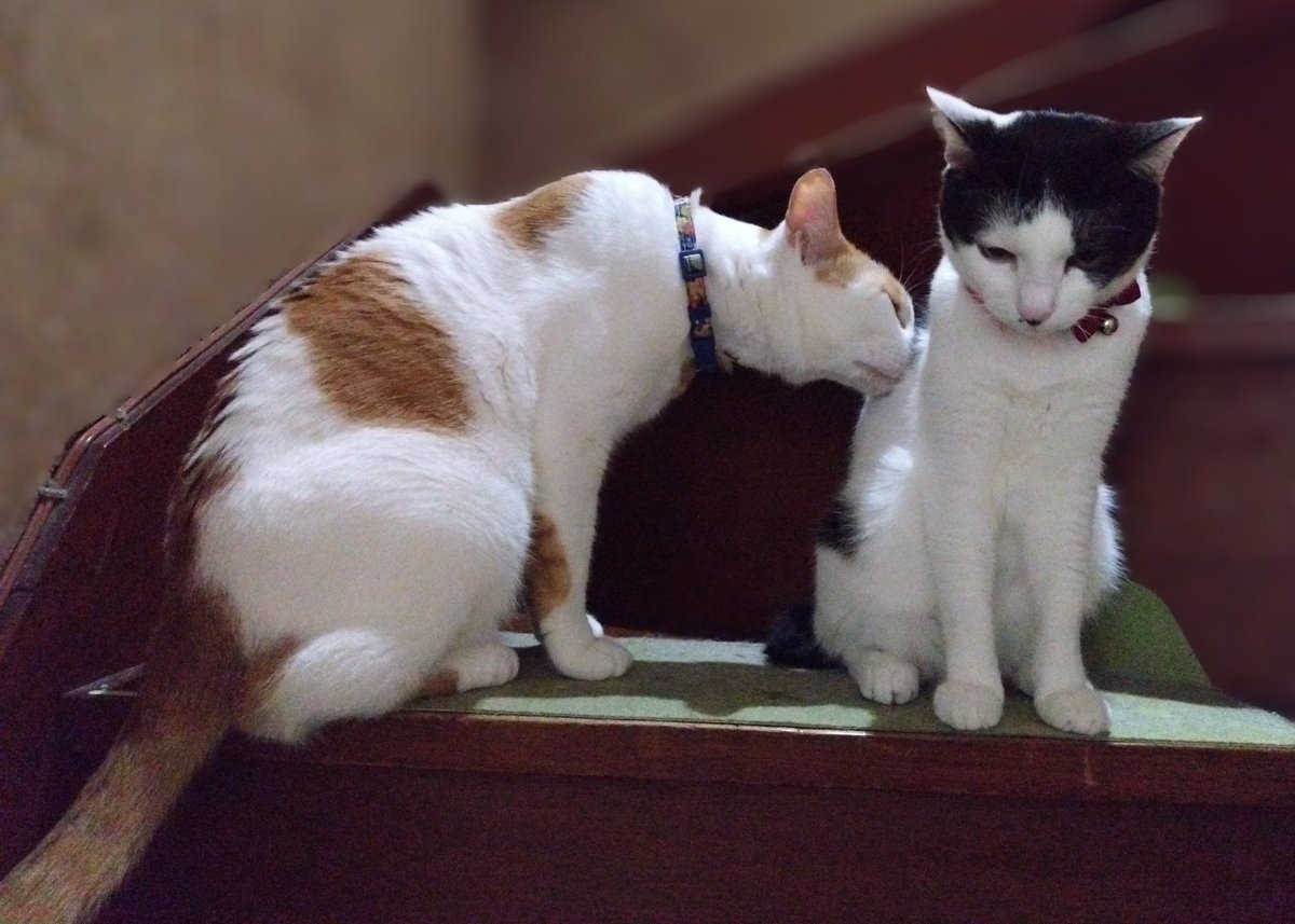 おはニャーン? りょうた「なんか気になる匂いがするにゃ?」 ちーこ 