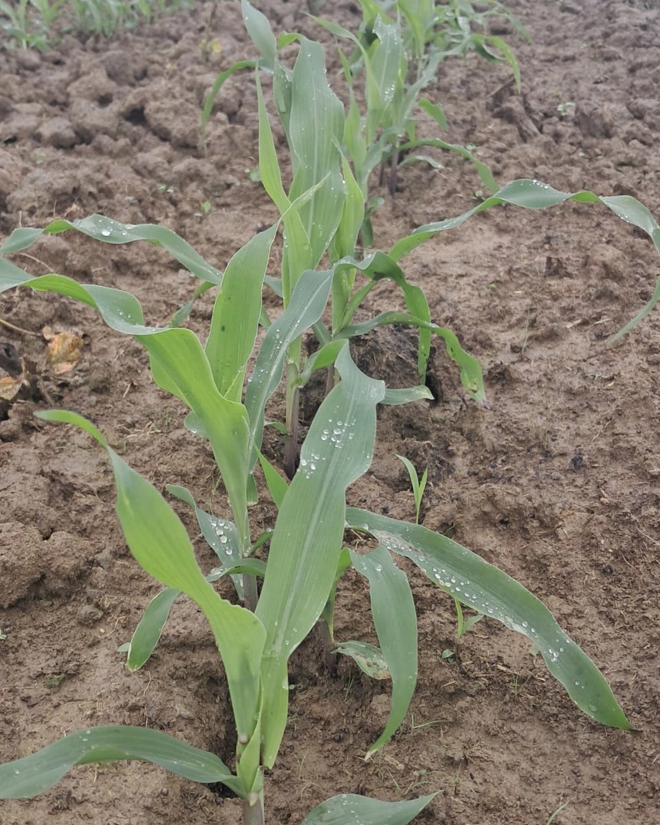 ASOPORTUGUESA's tweet photo. Una alineación entre la investigación y la siembra, que busca optimizar los rendimientos de la futura cosecha e incrementar la eficiencia en campo, con el mejor uso posible de los recursos.

#YoAgroPorVzla 🇻🇪 https://t.co/5Yf9O8Jtlf