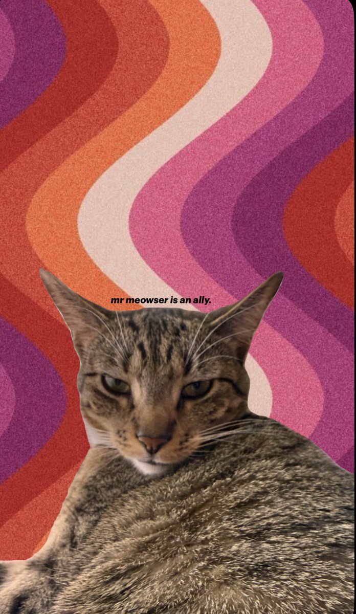 mr. meowser tweet media
