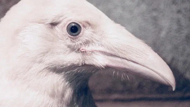 wylfcen's tweet photo. Heofonēge hræfn (Blue-eyed raven) https://t.co/ke8sVAX8tW