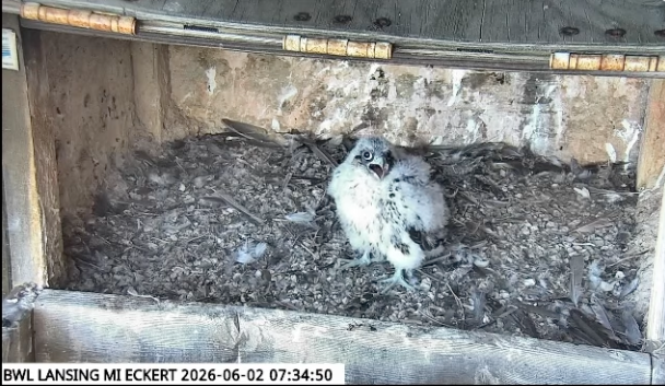 BWLComm's tweet photo. These not so little babies are on the move! 🥲 You can check in on them at both nests at https://t.co/doaDIp0nli. https://t.co/aQFQGWdq2I