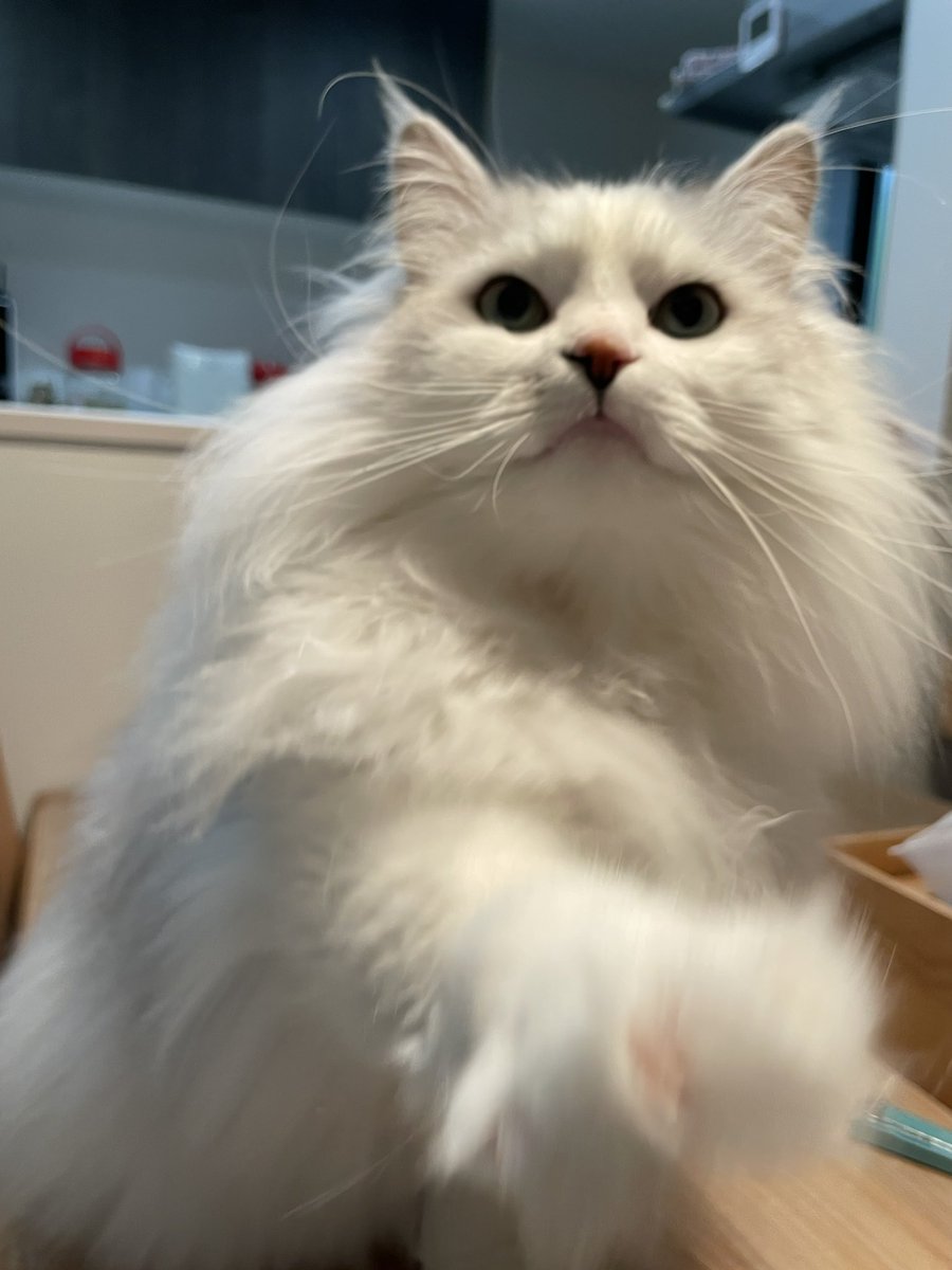 【577】猫パンチページ 猫パンチ1秒前🐾🤜