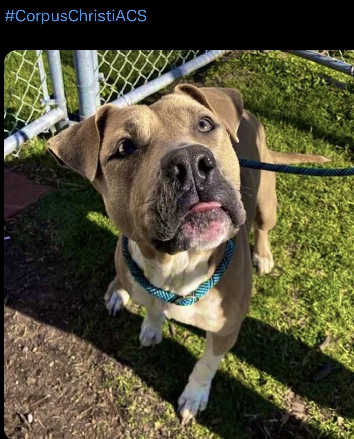 OlwynHope's tweet photo. MAPLE #A386996 a puppy she’s barley over a yr old yet found stray taken to #CorpusChristiTX who spayed her whilst pregnant left her so traumatised she needed 💊 to help her cope if all this wasn’t enough she will be 💉  at the DEATH SHELTER 🙏 #Pledge4Rescue #ADOPT 🙏help MAPLE https://t.co/Z2xwYnIaJD