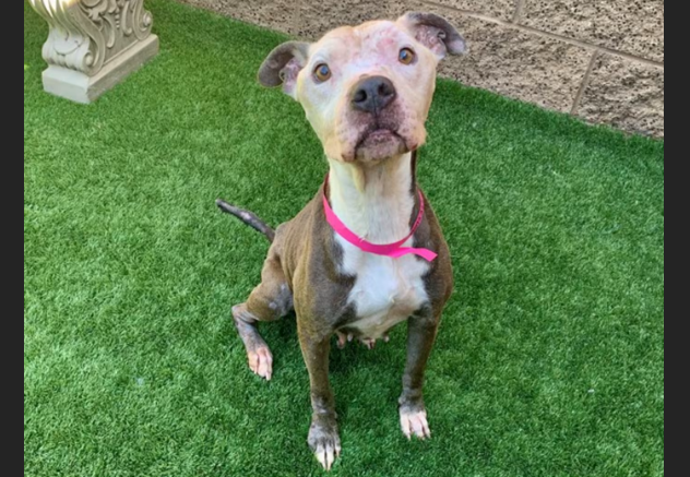 HollywoodDogs's tweet photo. At a full shelter in #MorenoValley, #CA, Daisy-- an 8 1/2-year-old Pit Bull who "loves treats and catches them mid-air"-- is in IMMEDIATE need of adoption, a foster home, or rescue https://t.co/qDaXJrpvYw #URGENT #PitBull #seniordog #AdoptableDogofDay 🐶 https://t.co/yiqafqzOyK