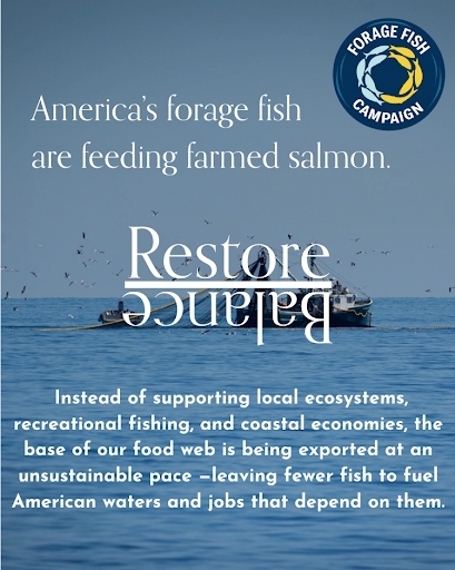 foragefishcmpgn's tweet photo. “Harvesting wild fish to feed farmed fish is unsustainable.” - Michel van Spankeren, Protix Business Development Manager

America's forage fish belong in American waters. 

Link in bio.

📷: @klementovich https://t.co/PfKWROfSm6
