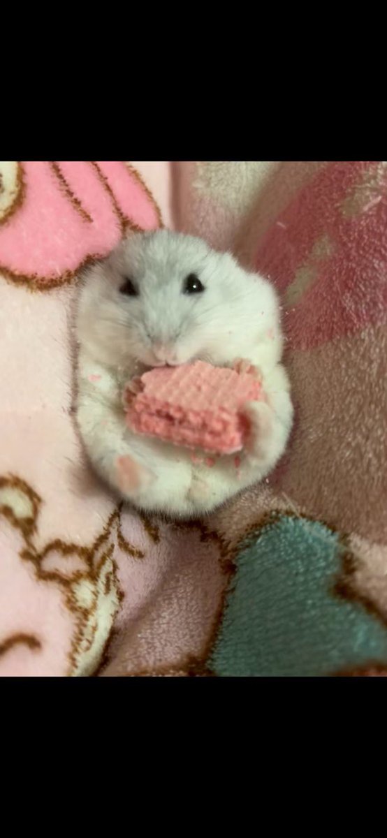 PrettyCurePupu's tweet photo. あざらしみみまんちゃんねる https://t.co/RMeHSva3bf