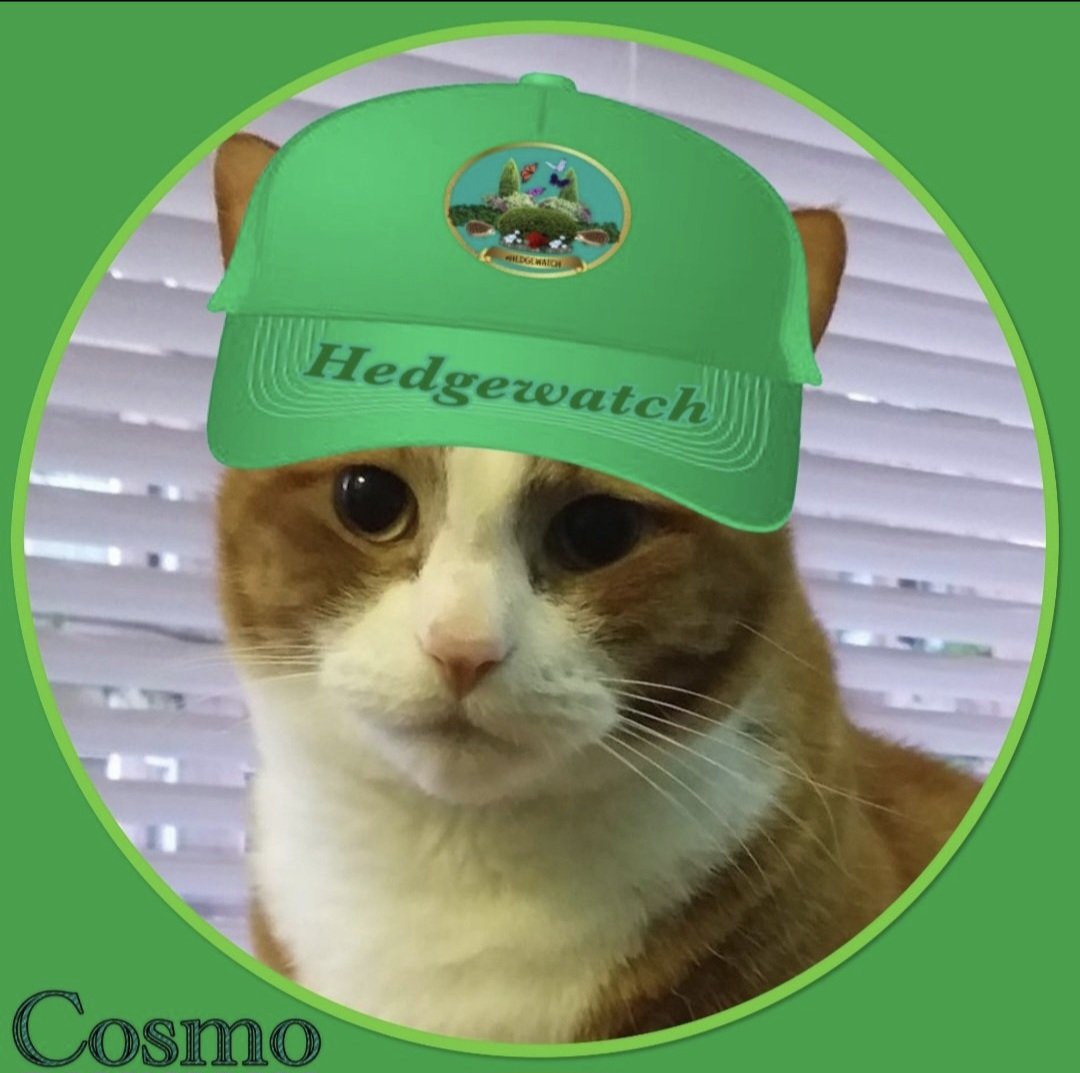weegiemogs's tweet photo. @Hedgewatchers @TayTayFan500 Welcome Jasper, great to meet you! We are Noah, Cosmo and 🌈Seth in Glasgow 🏴󠁧󠁢󠁳󠁣󠁴󠁿 😺🐾🐾🐾 https://t.co/sYRJJKwZev