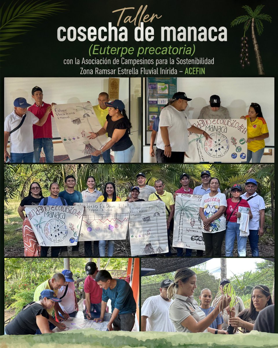CorazonAmazonia's tweet photo. 🌴 En Inírida, la ciencia aplicada y el conocimiento local permiten a productores de manaca identificar la maduración óptima y recolectar de forma segura, asegurando la máxima calidad del fruto amazónico. https://t.co/C8AWYvZ926