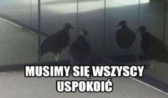 DancingChochol's tweet photo. Status Korona Kielce https://t.co/ZyZED6sntF