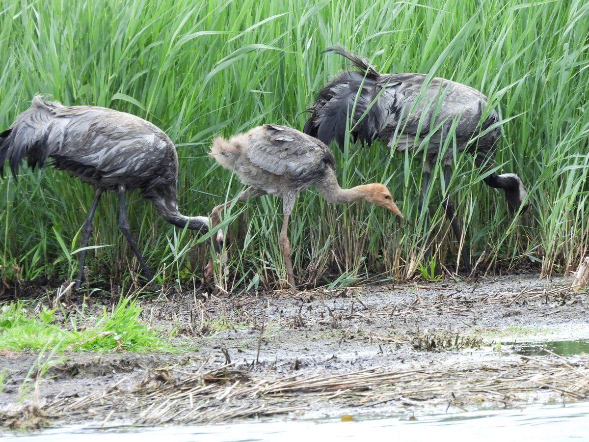 WrightsonAlan's tweet photo. A photos taken today from our visit to @RSPB_Strumpshaw Nikon P950 Bridge Camera, 3/6/2026.
All photos named. https://t.co/YOzaoTz74P