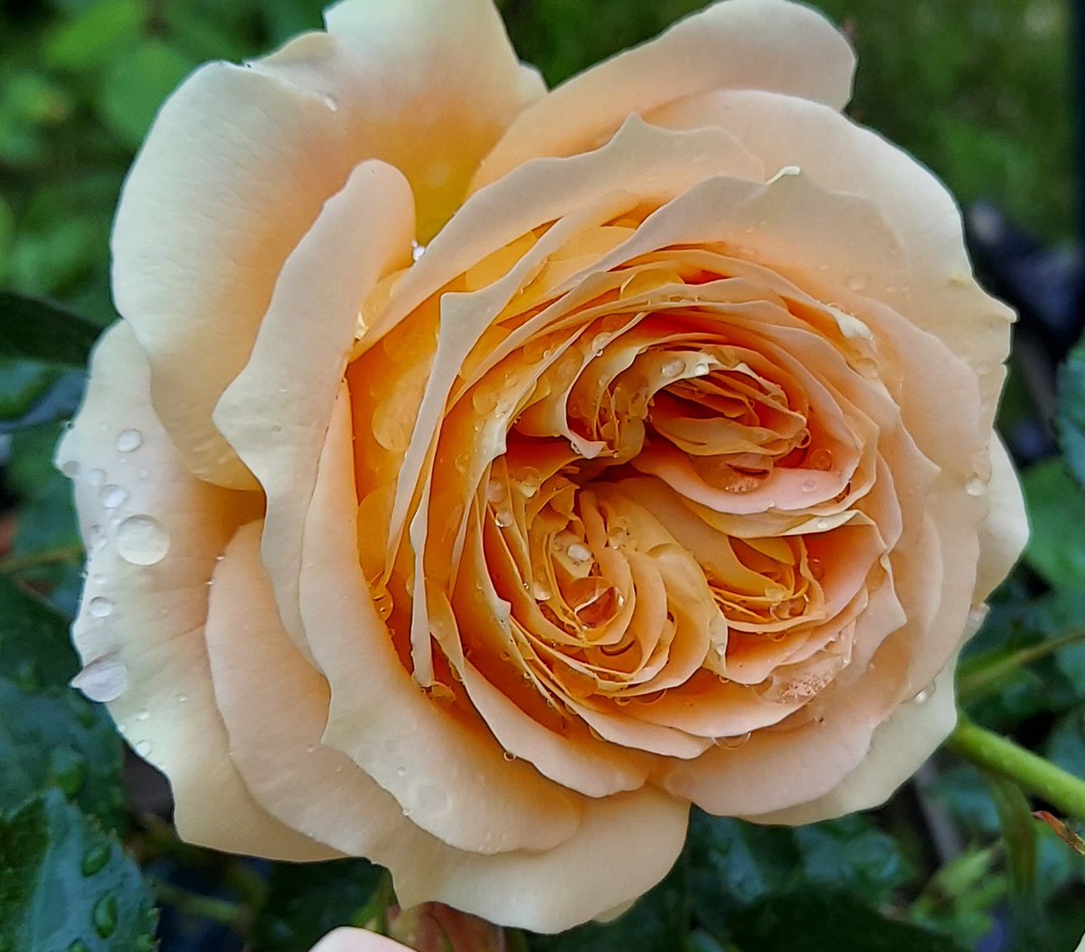 GAJ8zLAyhQgmrwg's tweet photo. ラドルチェヴィータ

アプリコットのカップ咲きのバラ
春は花数多く株を覆うほど一斉に咲くよ

次々上がるつぼみの濃いオレンジ色との
コントラストもいい感じに https://t.co/OznhF7OTf4