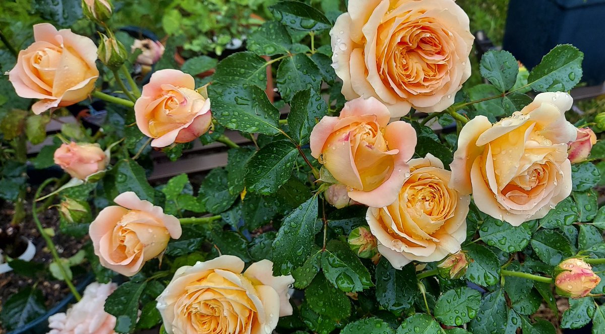 GAJ8zLAyhQgmrwg's tweet photo. ラドルチェヴィータ

アプリコットのカップ咲きのバラ
春は花数多く株を覆うほど一斉に咲くよ

次々上がるつぼみの濃いオレンジ色との
コントラストもいい感じに https://t.co/OznhF7OTf4