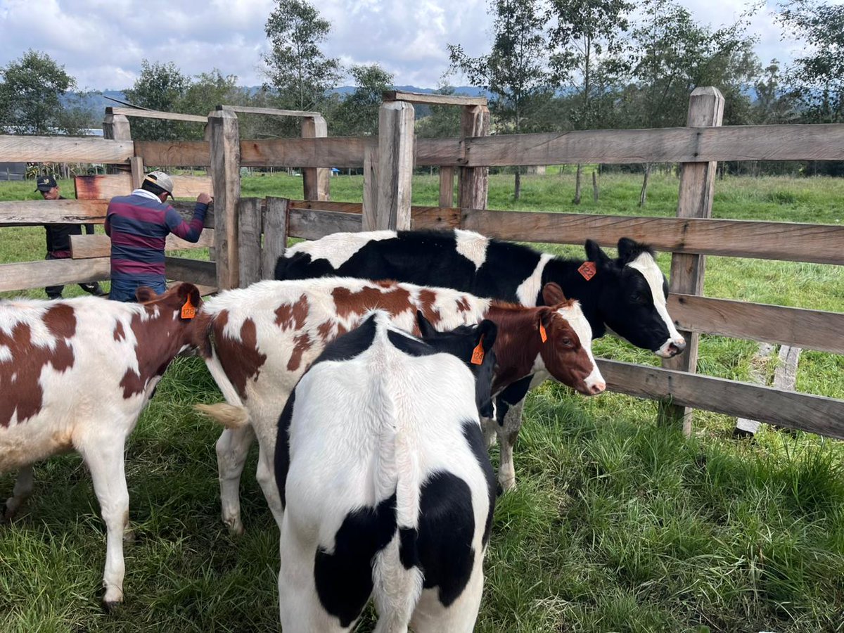 PL_Chiquinquira's tweet photo. 🐄💉 Terneros listos para recibir la vacuna contra la fiebre aftosa, una medida fundamental para proteger la salud animal, fortalecer la productividad de los predios y preservar el estatus sanitario del país.

@fedegan @jflafaurie #ConstruyendoGanadería #OrgullosamenteGanaderos https://t.co/JFXyfbkAbk