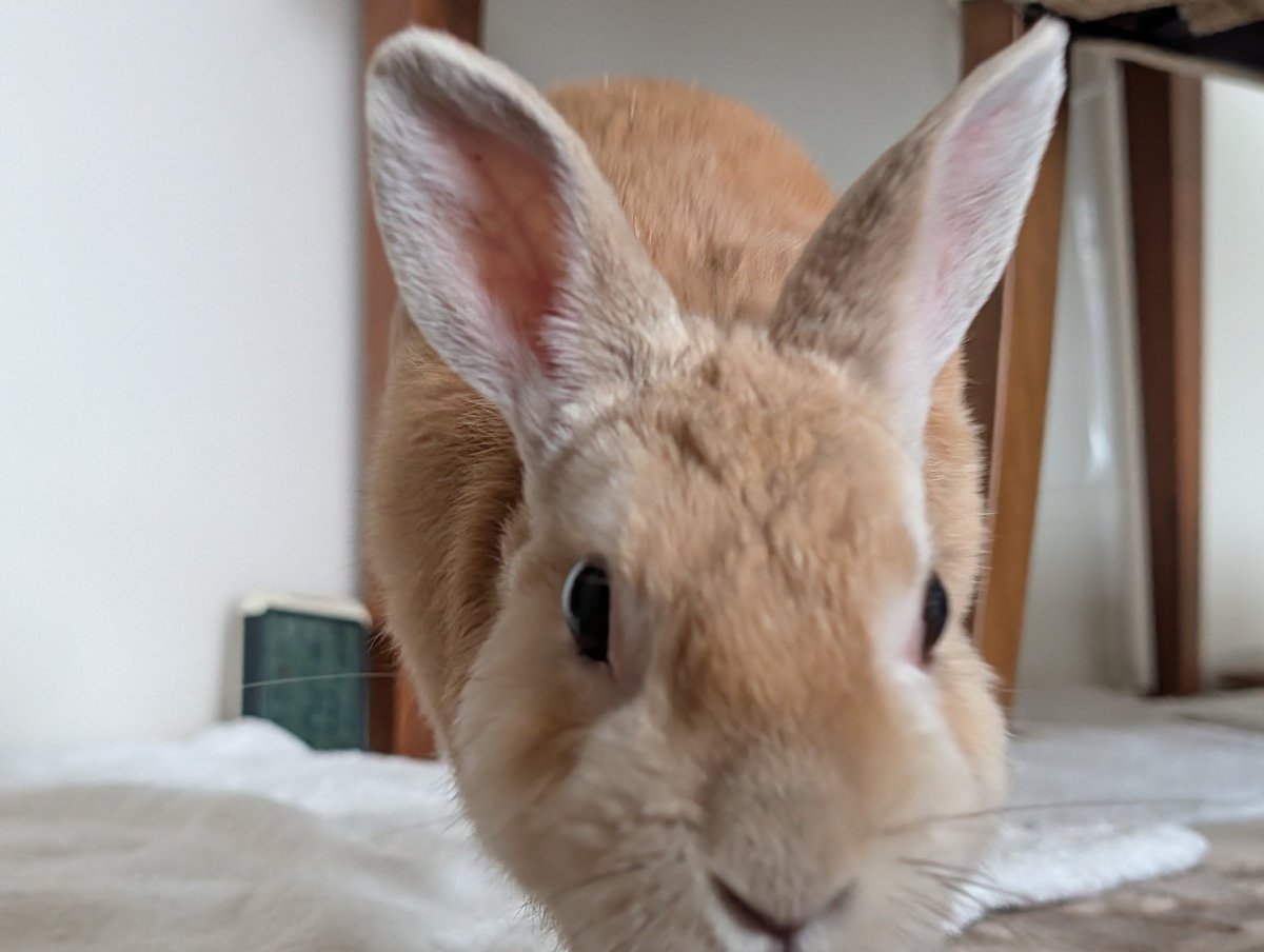 うさぎ様