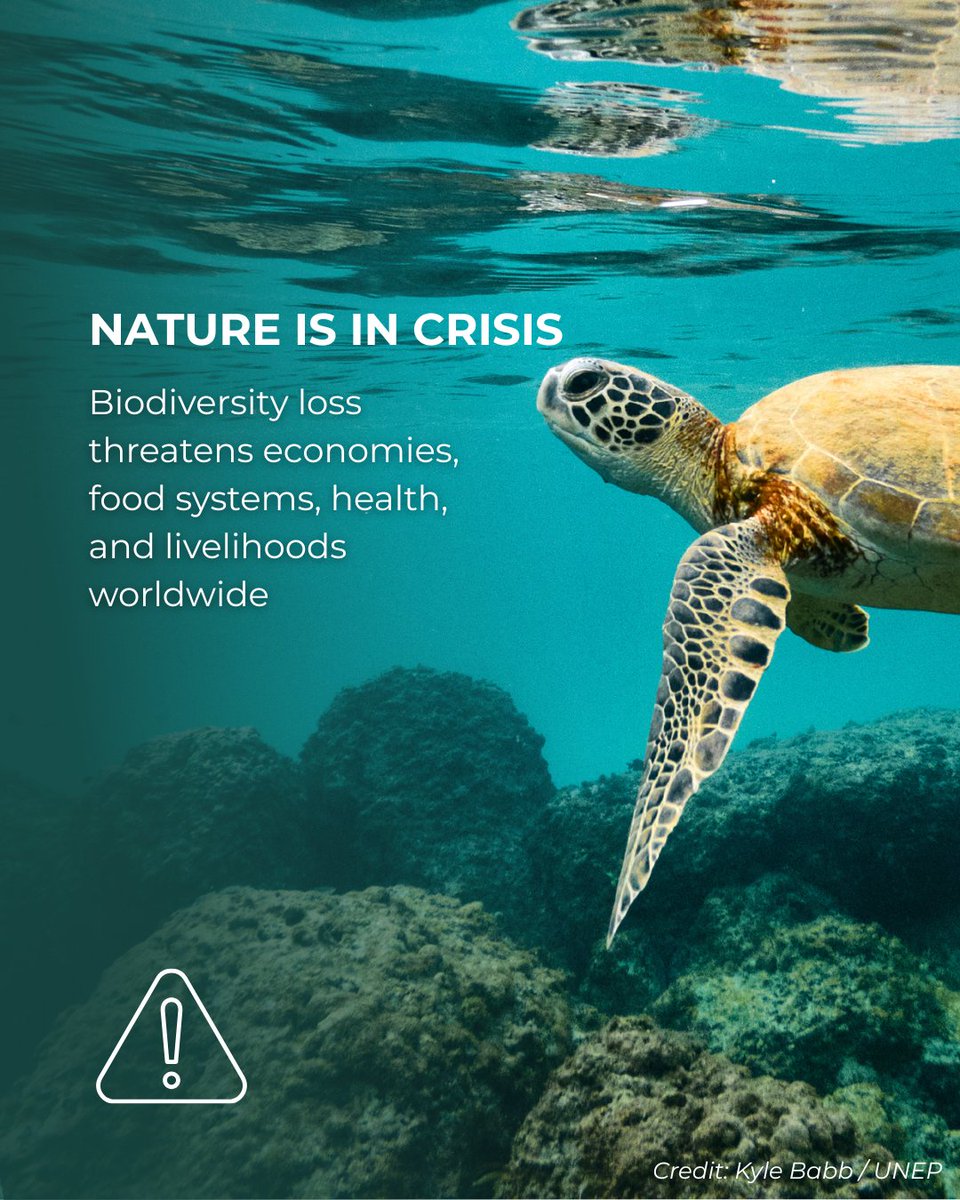 UNBiodiversity's tweet photo. Ahead of #COP17Armenia, the first draft of the global report on collective progress under the #KMGBF has seen unprecedented engagement. It shows that while action for biodiversity is advancing, implementation gaps remain.

Add your inputs until 29 June!
🔗https://t.co/DZYLY9AQuK https://t.co/w29Y0597ug