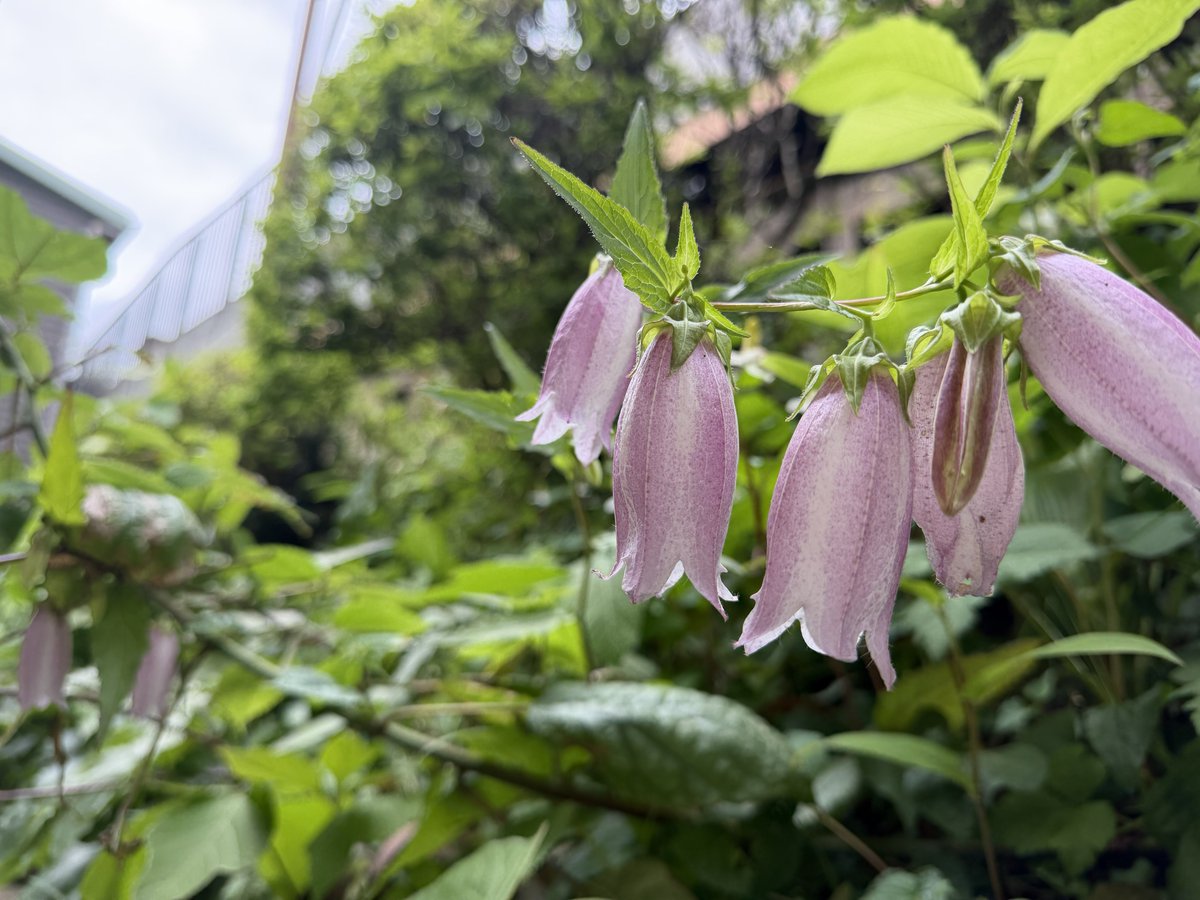 Takao_Tozan's tweet photo. 高尾山駅ホームにて
「ホタルブクロ」の花🌱
田舎の里山などでよく見られる花です
…あれ？高尾山って田舎？😧
#高尾山　#八王子 https://t.co/Zq731oqmuz