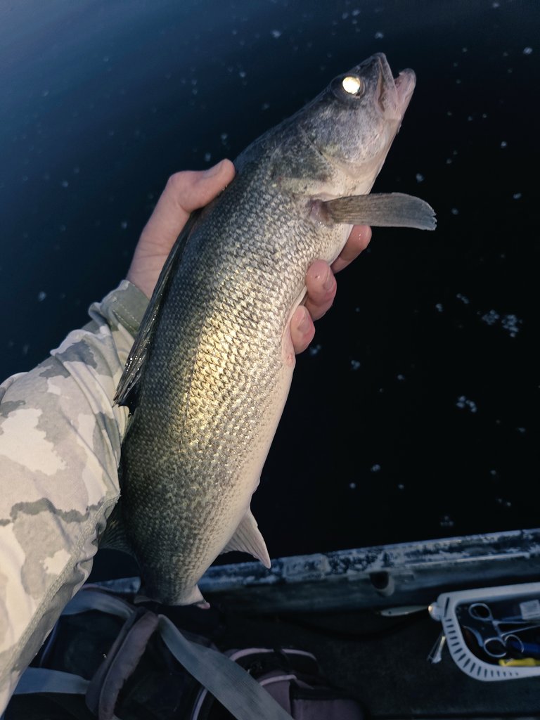 fishflint's tweet photo. Caught 15 tonight... getting pretty lethal with the scope + bobber. https://t.co/P6IYnQoqBm